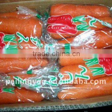 FRESH CARROT SHANDONG 2013 NEW CORP