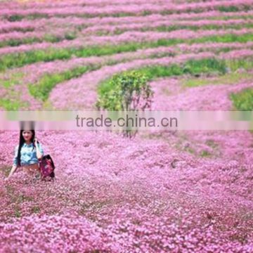 2015 High Quality Pink Babys breath Seeds Gypsophila Seeds For Growing