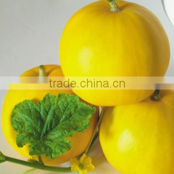 King Beauty No.1-Yellow Sweet Melon Seed For Sale