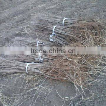 Ulmus Pumila L. Seedling photo-6