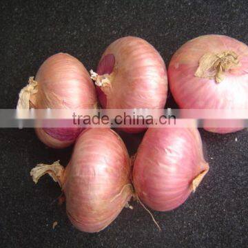 2015 new fresh red onion