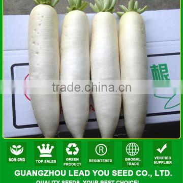 R13 Hanbaiyu high quality hybrid white radish seeds, hybrid vegetable seeds