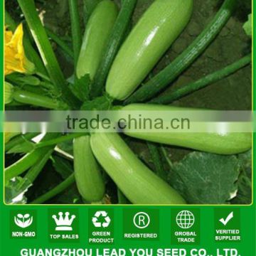 SQ03 Cuili excellent disease resistant f1 hybrid seeds of squash seeds