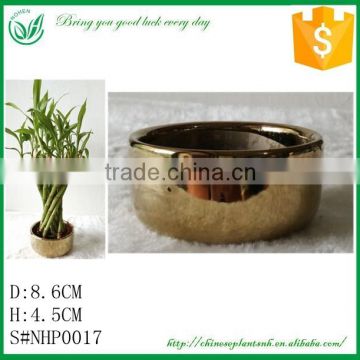 Dracaena Sanderia Lucky Bamboo Flower Pot