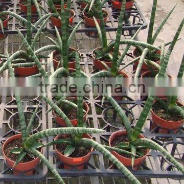 Sansevieria stuckyi