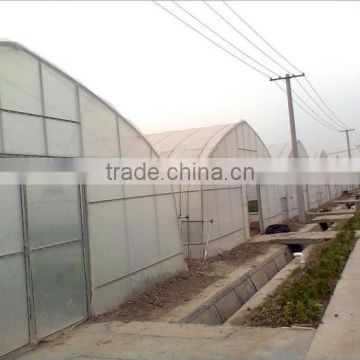 Plastic film greenhouse for tomato