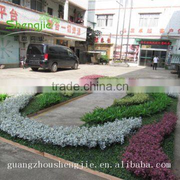 SJLJ013479 New Style Artificial Grass Wall / Decorative Artificial Green Wall photo-3