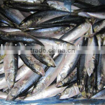 new frozen mackerel fish 80-100pcs/10kg