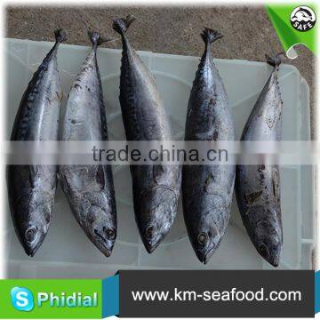 Carton or Woven Bag Packed Fat Content 16%-18% Cleaned Bonito photo-6