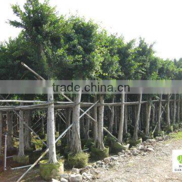 Ficus nitida tropical tree for landscaping