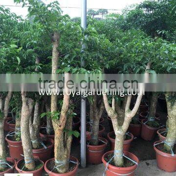Heteropanax fragrans high 1-2m