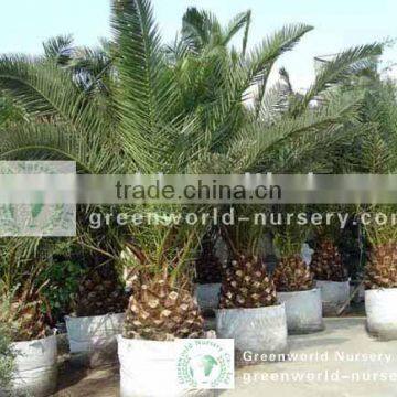 phoenix canariensis potted palm trees