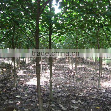 Hibiscus Tiliaceus Trees photo-3