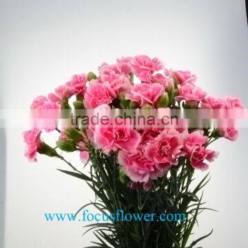 Decorative flowers All Kinds Of Type Color Fresh Cut carnation Cherry carnation Flower From Kunming