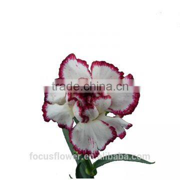 2016 hot sale fresh floweres name carnation price for birthday