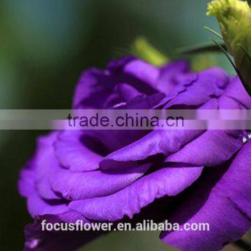 Cut Fresh Purple Eustoma Flowers For Gifts