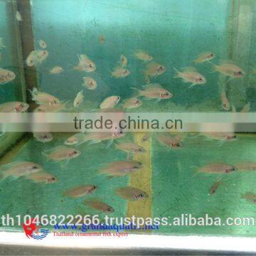 Malawi Cichlid Fish Farm for Sale and Export photo-3