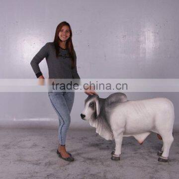 Definitive Brahman Looking Left photo-5