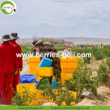 Factory Hot Sale Dried Himalayan Goji Berry photo-2