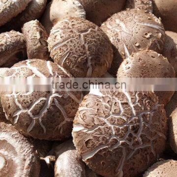 Flower White Mushroom Cultivation photo-5