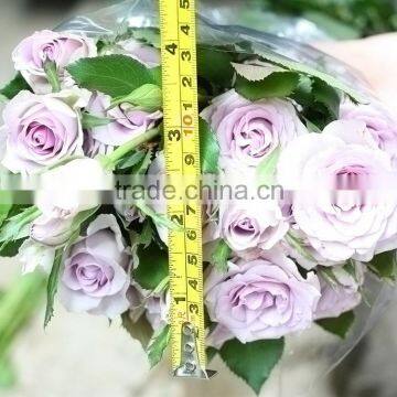 Fresh color sprayed rose party stage purple rose flower