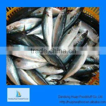 frozen pacific mackerel Chinese fish