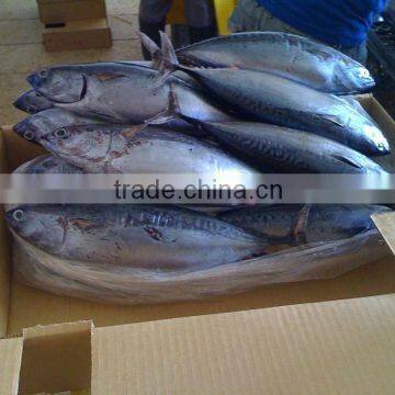 FRIGATE MACKEREL (BULLET TUNA) WHOLE