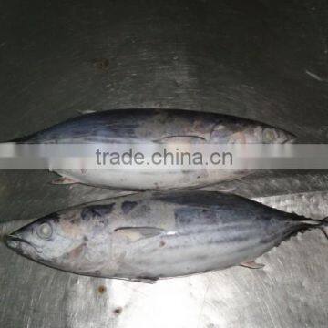 SKIPJACK TUNA