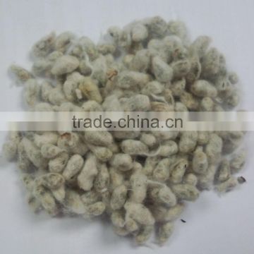 COTTON SEED PROTEIN FOR ANIMAL FEEDING