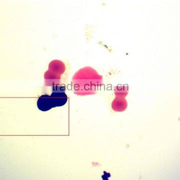 Students Training Chick Embryo Prepared Slides photo-5