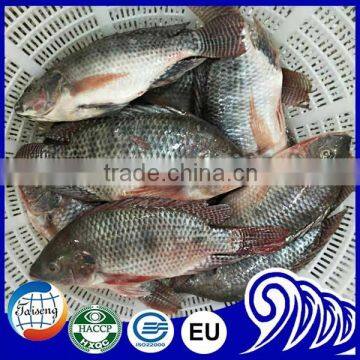 Tilapia IQF Whole Fish