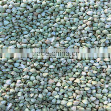 green and raw buckwheat in China