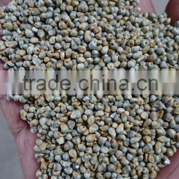 Millet Seeds pearl millet bajra new 2015