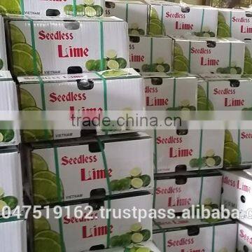 High quality fresh seedless lime lemon from Vietnam