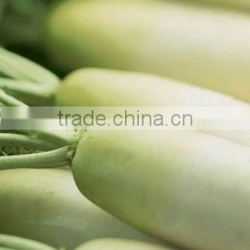 supply white radish