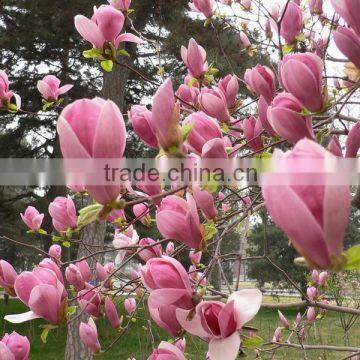 High Purity Lily Magnolia Seeds Mulan Tree Seeds For Growing photo-2