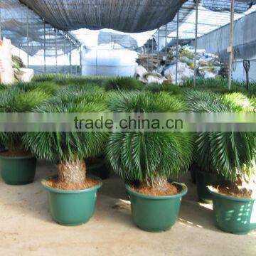 outdoor indoor decorative ornamental bonsai plants of Cycas revoluta