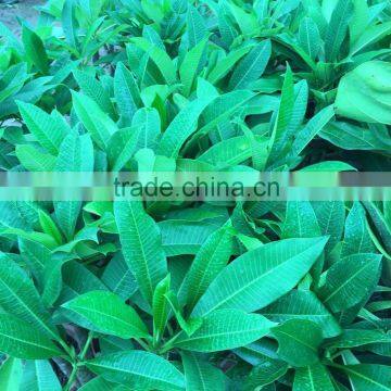 Red Flower Plumeria Rubra