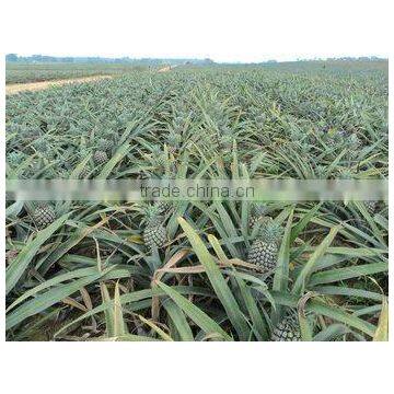 Fresh Canned Pineapple Chunks/slices in Syrup in Tins - Best Selling, High Quality, Yellow Color photo-5