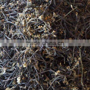 Wild Bracken photo-3