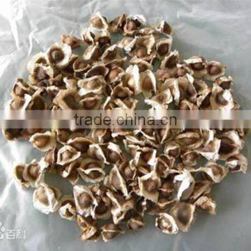 High Quality Dry Moringa Seed 1000g photo-2