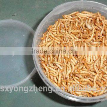 Canned Freeze Drying Mealworms