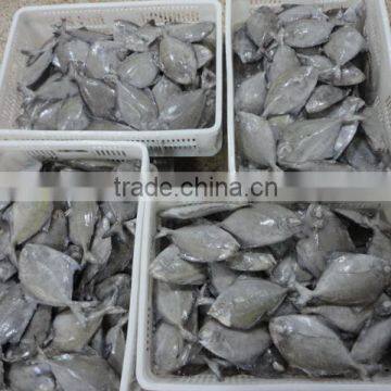 Whole Round Black Pomfret Fish photo-3