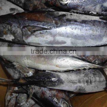 Seafrozen Whole Round Bonito Tuna Fish Made in China photo-2