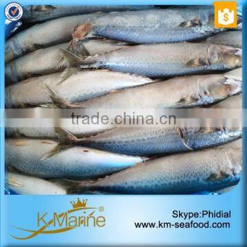 Hot Sale Competitive Prices Land Frozen Mackerel Fish Benefits photo-4