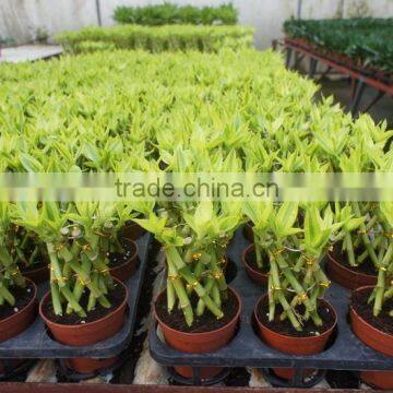 Lucky Bamboo ( Dracaena Sanderiana) Cage Shape photo-2
