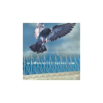 Bird Spikes