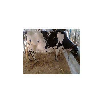 Live Friesian Holstein Cow.Pregnant Holstein Cow