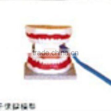 Teeth model(enlarged)