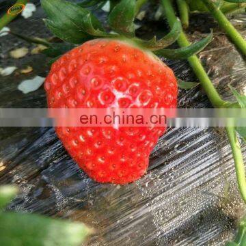 greenhouse strawberry Silver And Black plastic mulch film punch hole for Agriculture